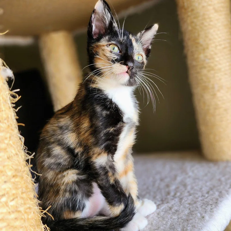 Eloise