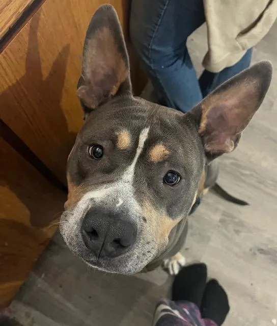 A young large-sized male American Bully dog named Leroy Blue for adoption in lynnwood , WA