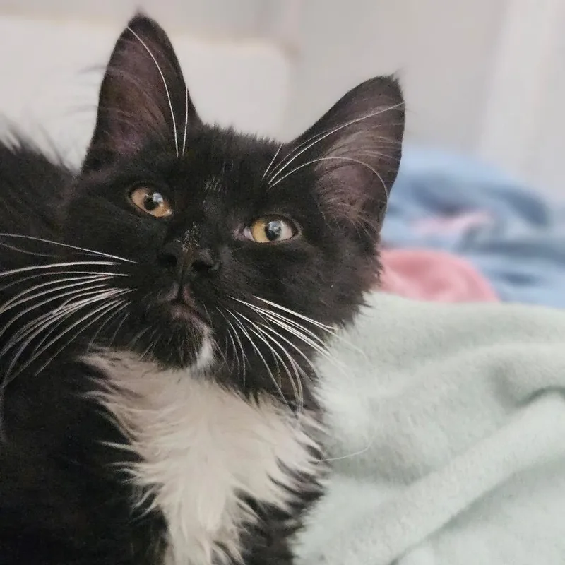 A baby small-sized male Black Domestic Medium Hair cat named Truck for adoption in Monroe, MI