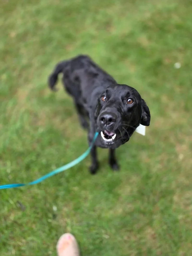A young medium-sized female Black Labrador Retriever dog named Miss Coco for adoption in Orland Park, IL