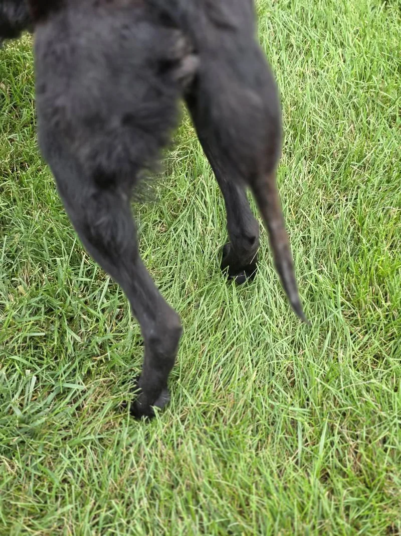 Miss Coco thumbnail 2