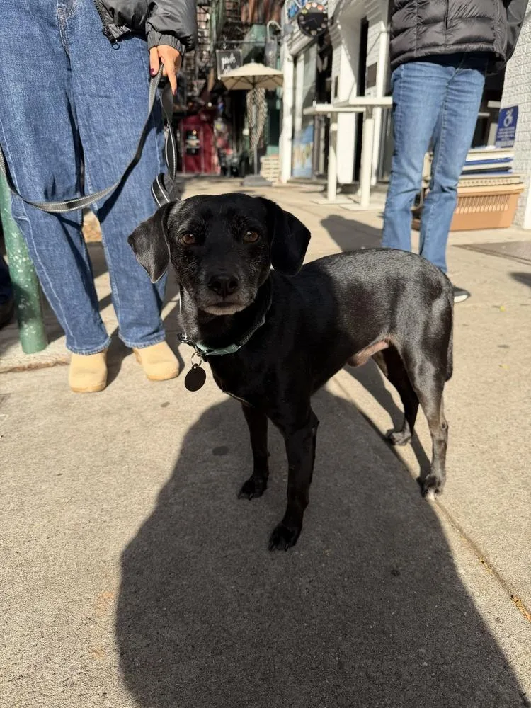 An adult small-sized male Gray / Blue / Silver Chihuahua dog named Onyx for adoption in Manhattan, NY