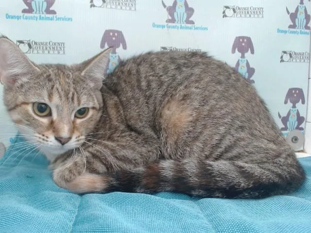A baby small-sized female Domestic Short Hair cat named Raleigh for adoption in Orlando, FL