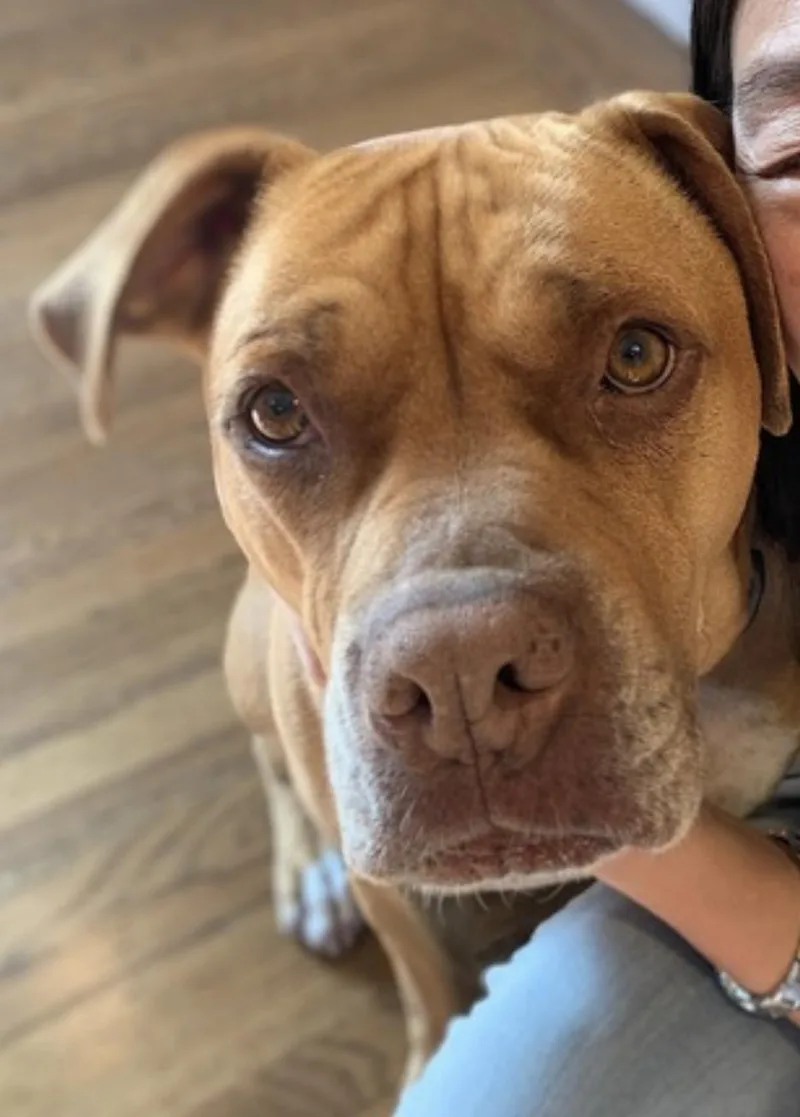 A senior large-sized male Golden Boxer dog named Jax for adoption in Amherst, MA