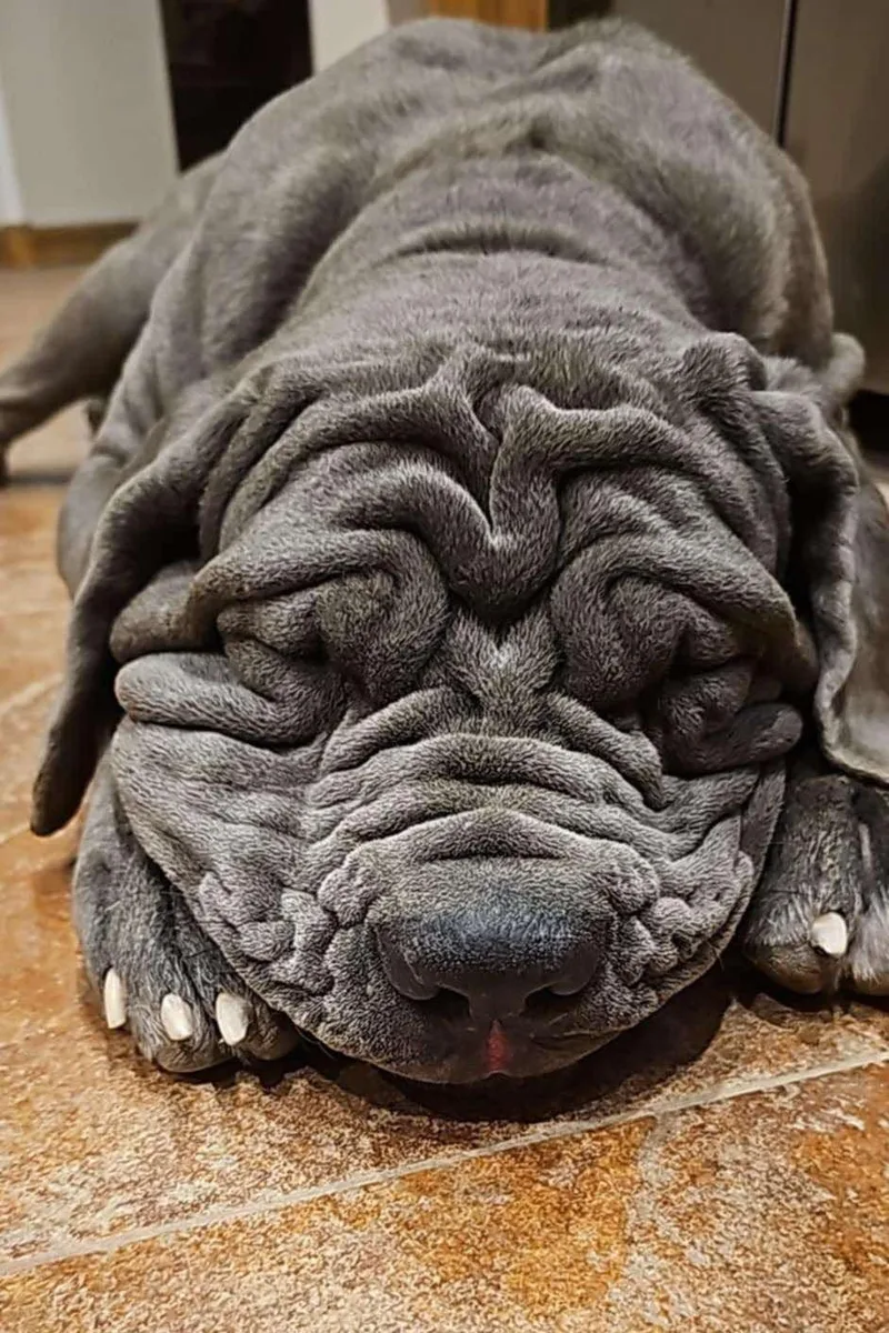 An adult extra large-sized female Neapolitan Mastiff dog named Patagonia for adoption in Mesa, AZ