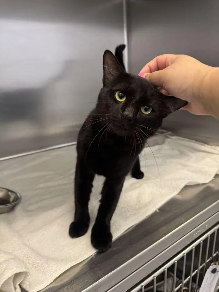 An adult small-sized male Black Domestic Short Hair cat named Fernando for adoption in Hilton Head Island, SC