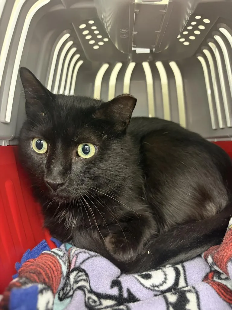 An adult large-sized male Domestic Short Hair cat named Jeepers for adoption in Saint Paul, MN