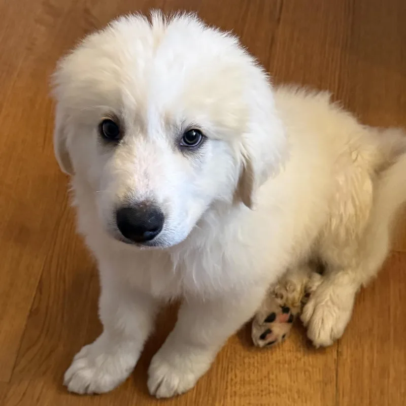 A baby large-sized male White / Cream Great Pyrenees dog named Splash for adoption in St. Clair, MO