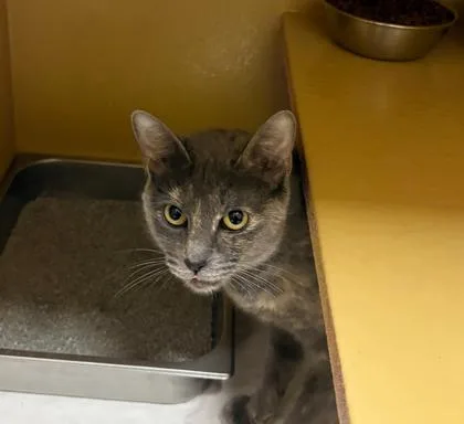 An adult medium-sized female Domestic Short Hair cat named Visca for adoption in West Chester, PA