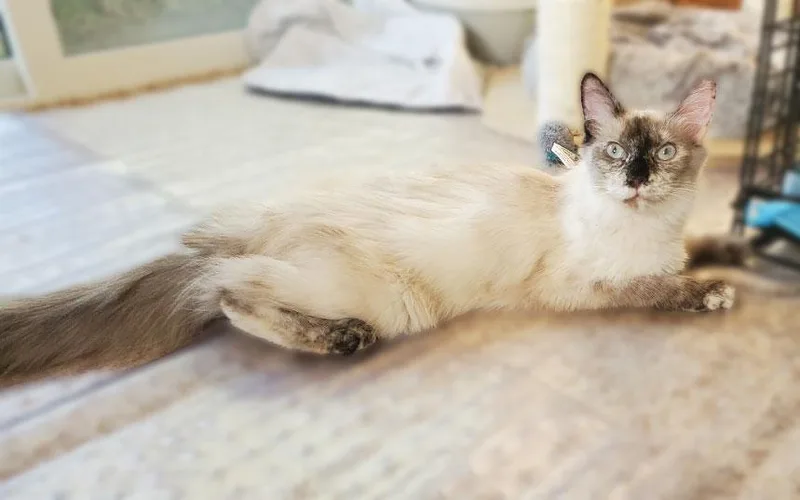 Gwendolyn thumbnail 3