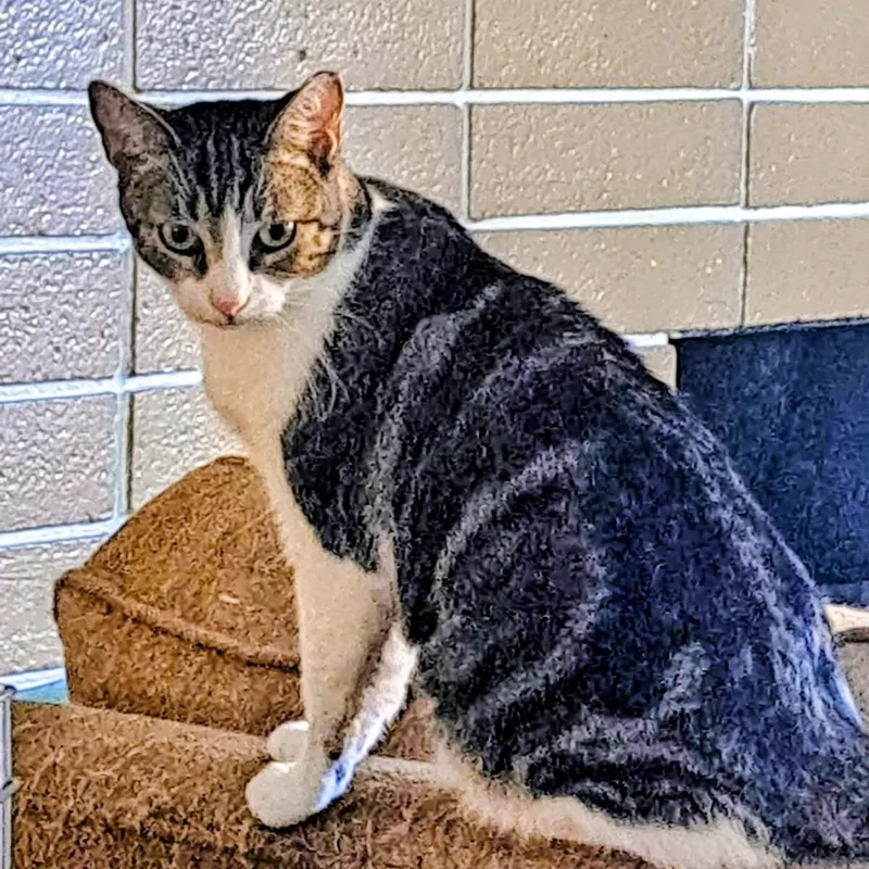 An adult medium-sized female Tabby (Brown / Chocolate) Domestic Short Hair cat named Minnie for adoption in Orange, CA