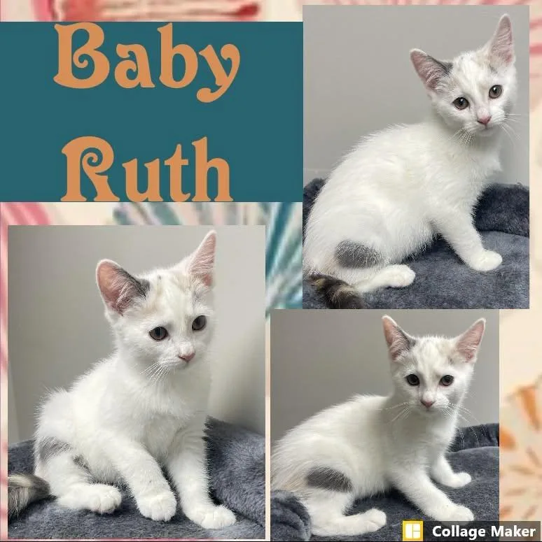 A young medium-sized female Domestic Short Hair cat named Baby Ruth for adoption in Clearfield, PA