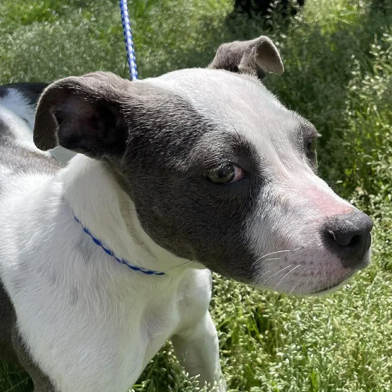 A young medium-sized female Gray / Blue / Silver Mixed Breed dog named Tallulah Jasmine for adoption in Long Island City, NY