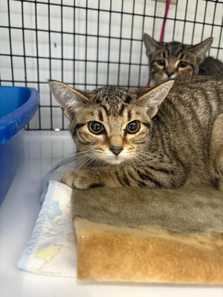 A baby small-sized female Domestic Short Hair cat named Wilena for adoption in Ewing, NJ