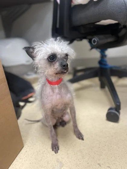 An adult small-sized female Poodle dog named Yzma for adoption in Westland, MI