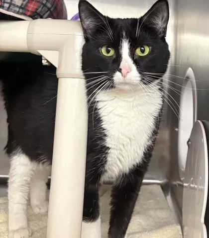 An adult medium-sized female Domestic Short Hair cat named Mozzarella Stick for adoption in Munster, IN
