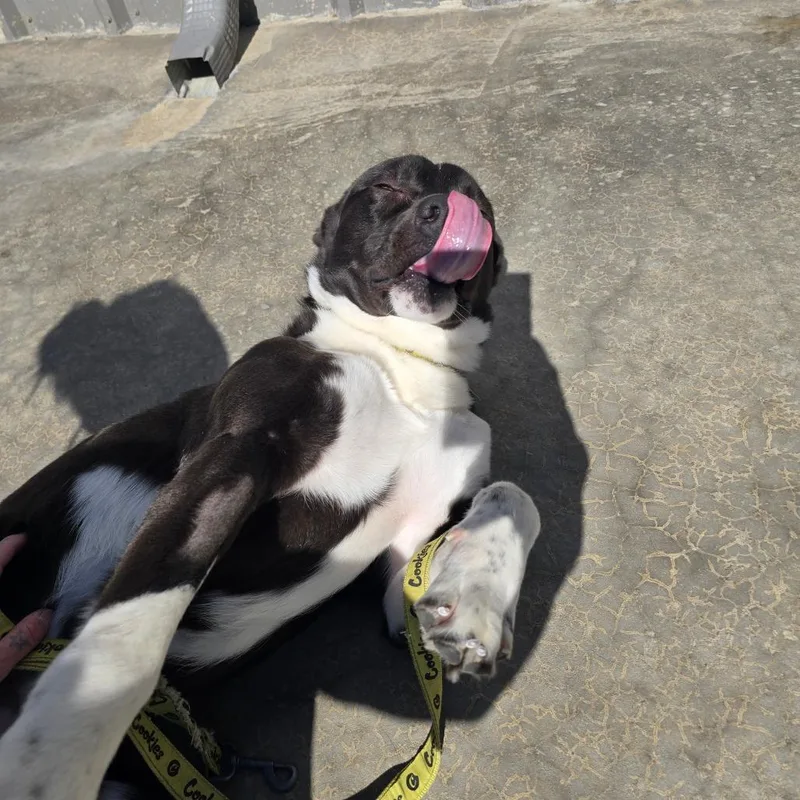 An adult medium-sized male Black Labrador Retriever dog named Breeze  T for adoption in Tupelo, MS