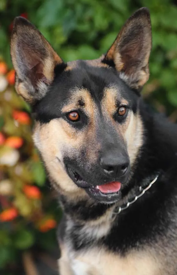 Rogue Von Rerik thumbnail 2