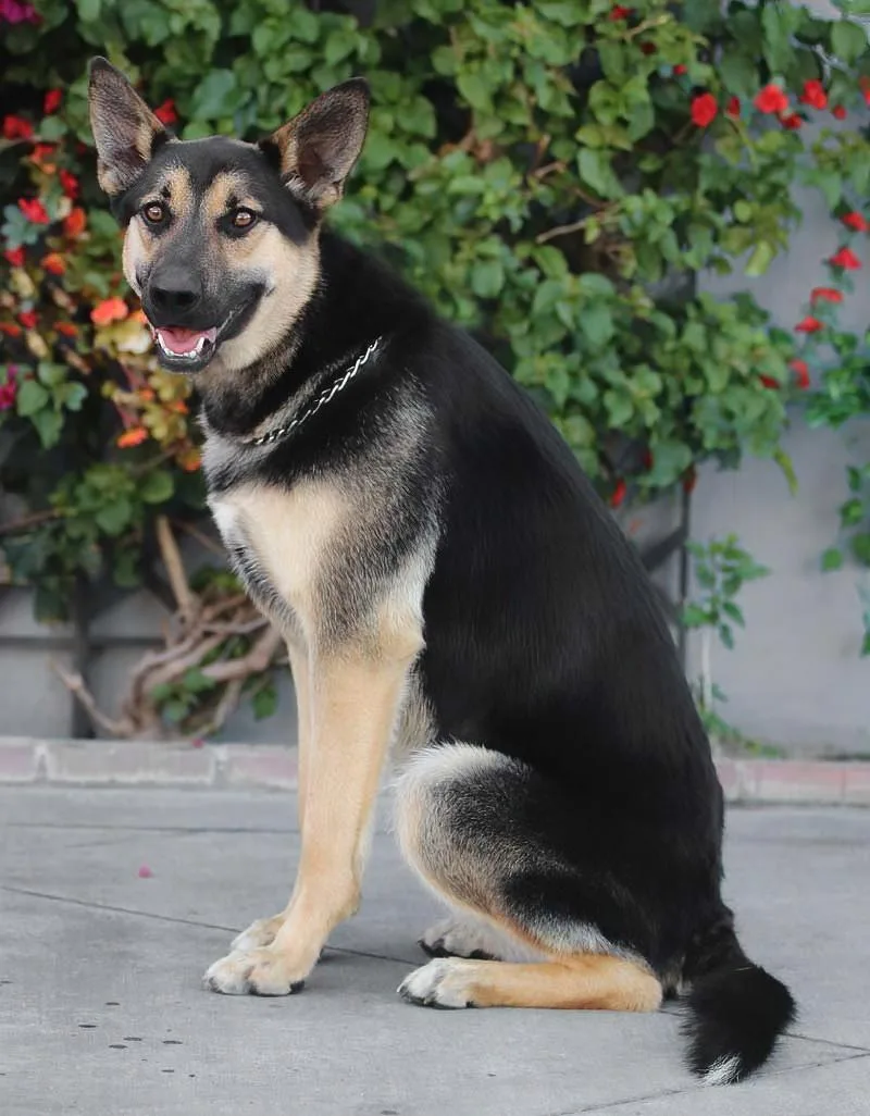 Rogue Von Rerik thumbnail 3