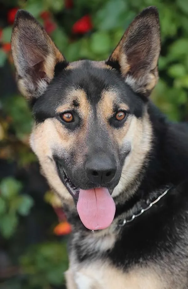 A young large-sized male Black German Shepherd Dog dog named Rogue Von Rerik for adoption in Los Angeles, CA