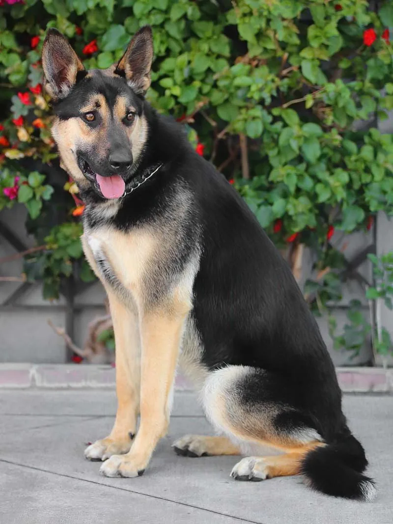 Rogue Von Rerik thumbnail 4