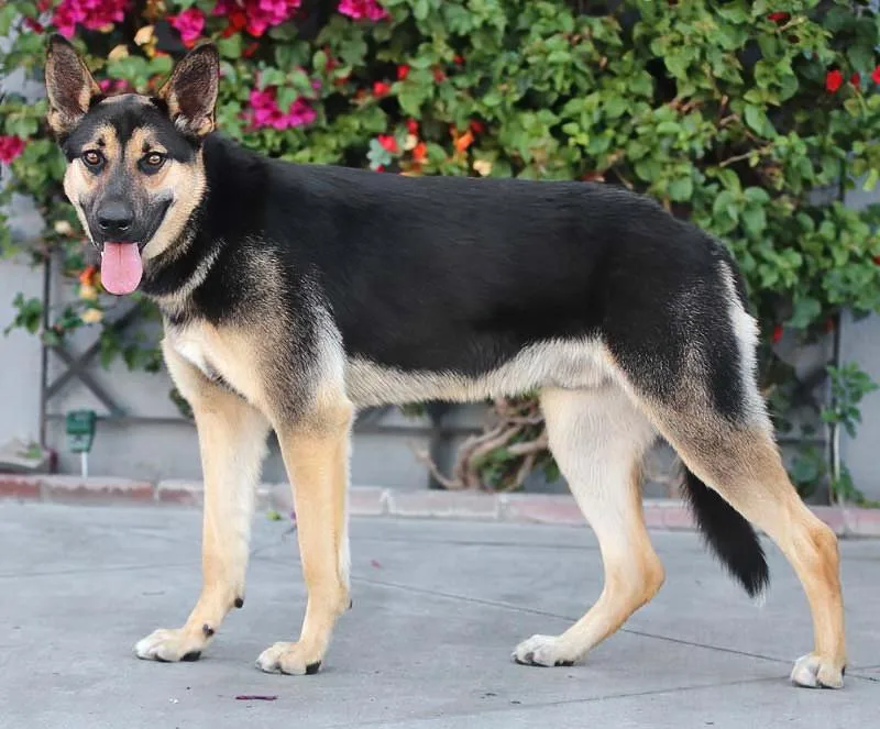 Rogue Von Rerik thumbnail 6