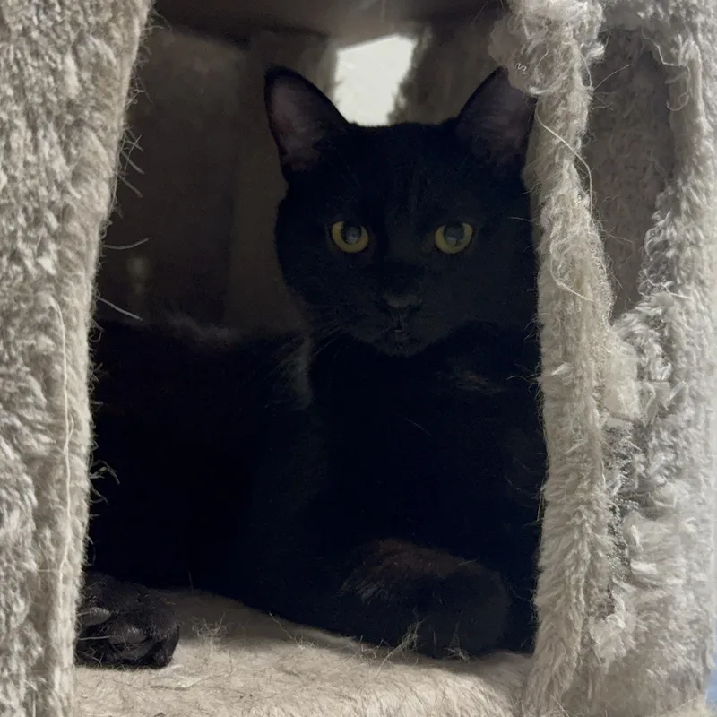 Tiddlywinks thumbnail 2