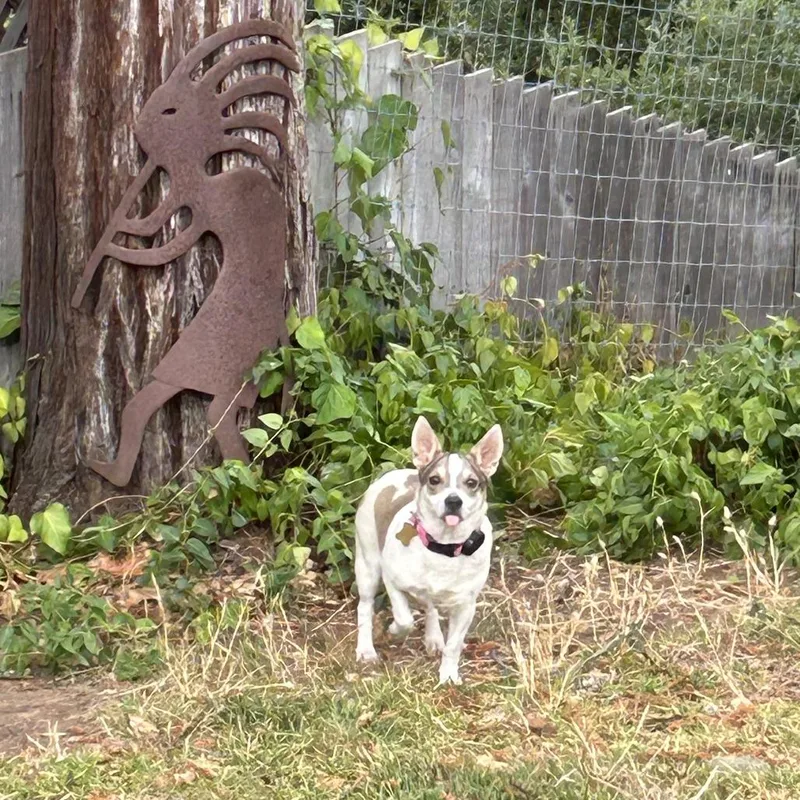 An adult small-sized female White / Cream Corgi dog named Lovey for adoption in Point Richmond, CA