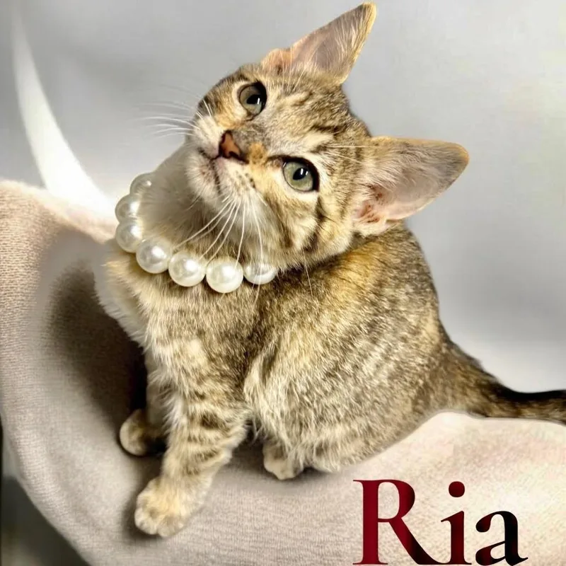 A baby small-sized female Brown / Chocolate American Shorthair cat named Ria for adoption in League City, TX
