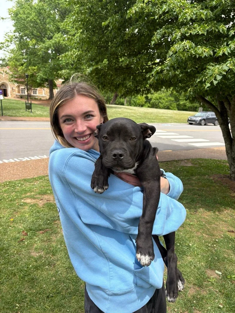 A baby medium-sized male French Bulldog dog named Yeti for adoption in Tracy City , TN