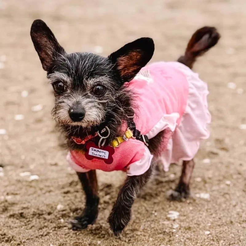 A senior small-sized female Black Terrier dog named Raspberry Sherbet for adoption in San Francisco, CA