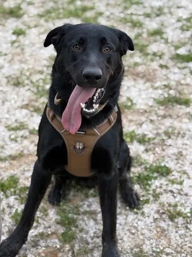 A young medium-sized male Black Labrador Retriever dog named Tommy for adoption in Kellogg, ID