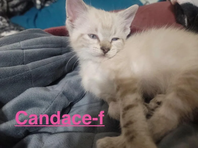 A baby small-sized female Siamese cat named Candace for adoption in Brookhaven, MS