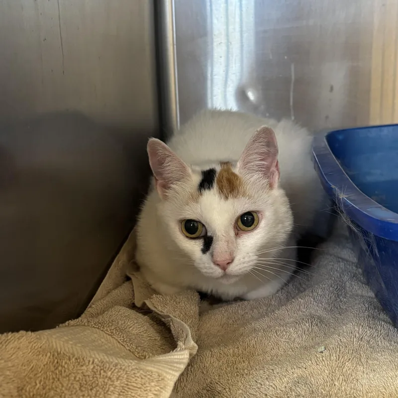 An adult medium-sized female Calico Domestic Short Hair cat named Sunny for adoption in Washington, UT