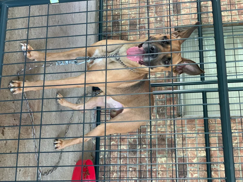 A young medium-sized male Shepherd dog named Brown Dog for adoption in Conroe, TX