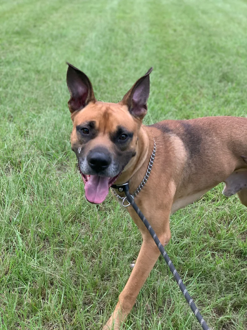 Brown Dog thumbnail 2