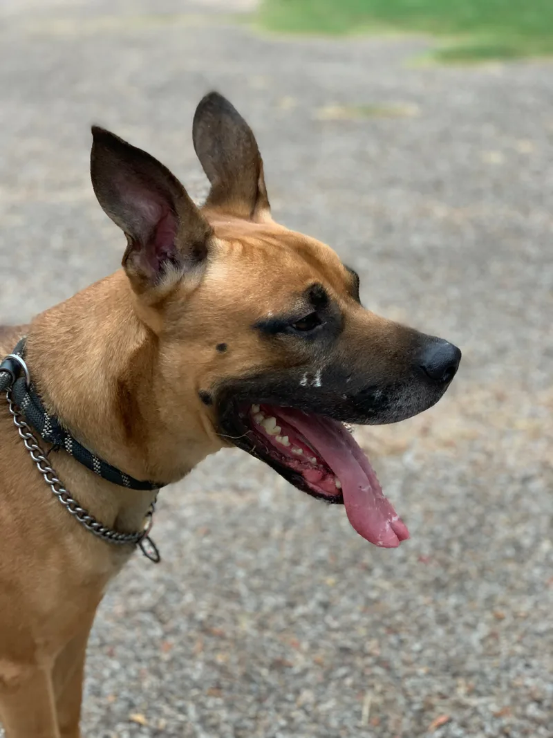 Brown Dog thumbnail 4