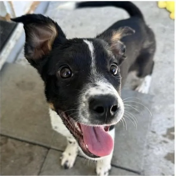 A baby medium-sized female Black Border Collie dog named Twila for adoption in Santa Rosa, CA