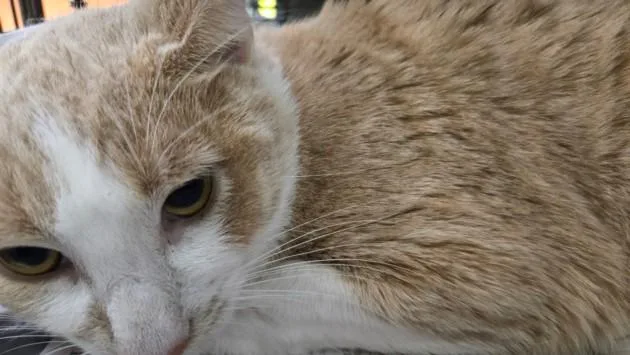 A young small-sized male Domestic Short Hair cat named Panther for adoption in Los Angeles, CA