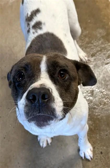 A young medium-sized female American Staffordshire Terrier dog named Runway for adoption in Chester, SC
