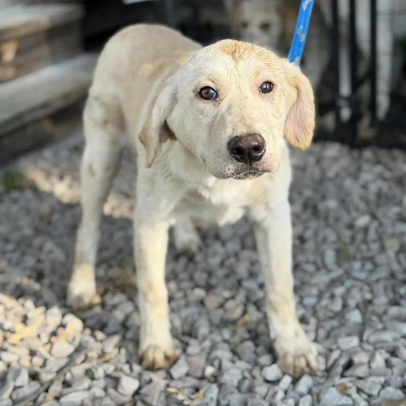 A baby small-sized female Yellow / Tan / Blond / Fawn Labrador Retriever dog named April for adoption in Buffalo, MN