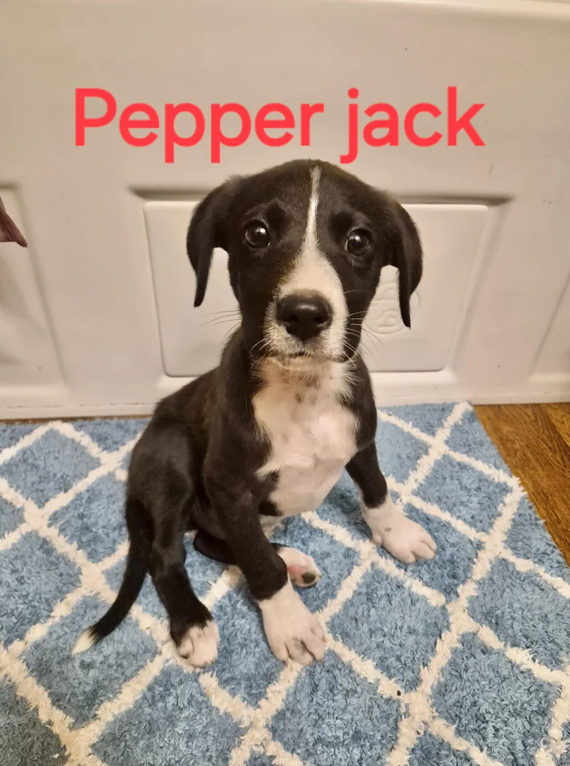 A baby medium-sized male Labrador Retriever dog named Pepper Jack for adoption in Manchester, CT