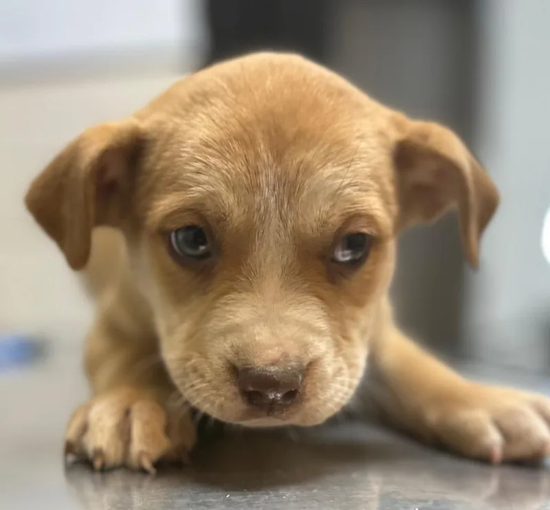 North Elm Pup Galaxy