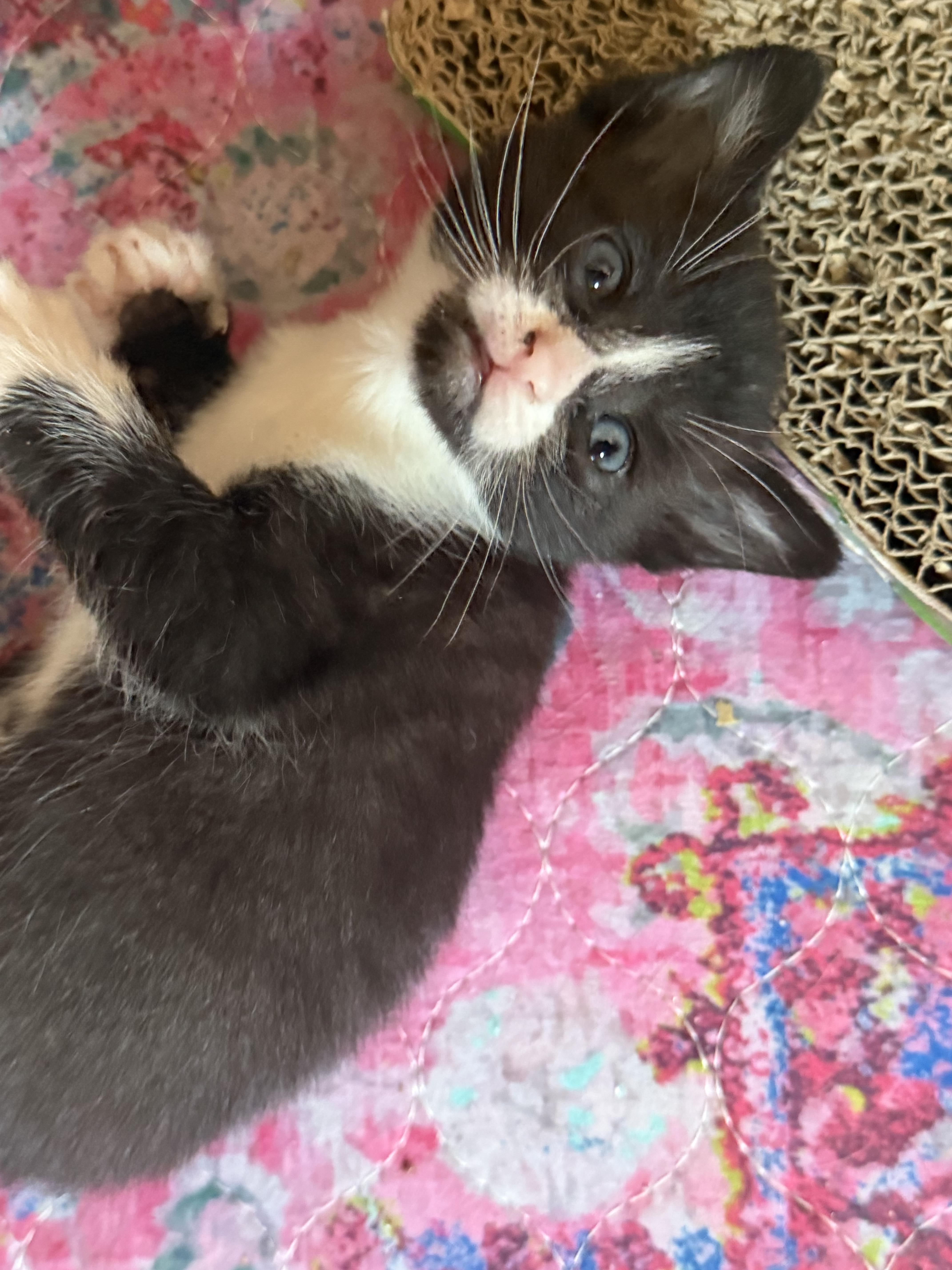 A baby medium-sized female Domestic Short Hair cat named Amelia for adoption in Charlotte, NC