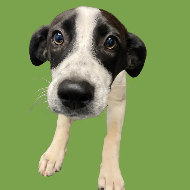 A baby small-sized female Mixed Breed dog named Matcha for adoption in Blue Ridge, GA