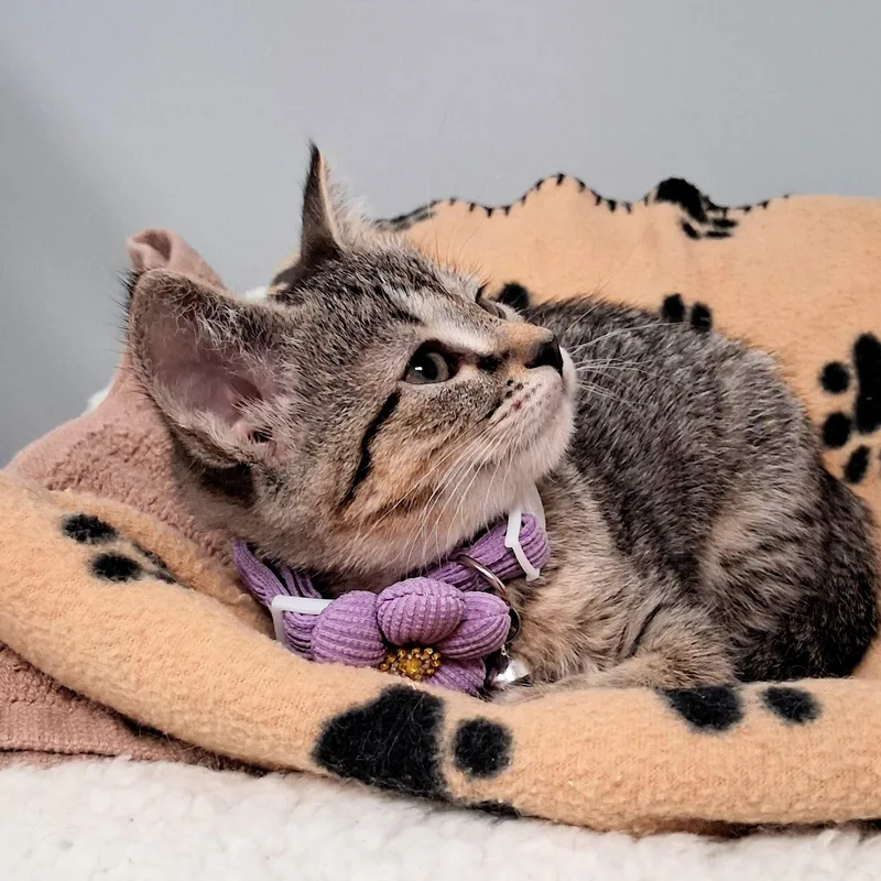 A baby medium-sized female Tabby (Gray / Blue / Silver) Domestic Short Hair cat named Eloise for adoption in Charleston, SC