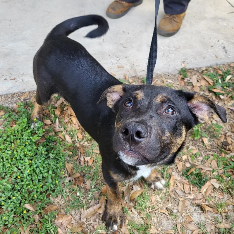 A baby medium-sized male Gray / Blue / Silver Mixed Breed dog named Slate for adoption in Englewood, FL