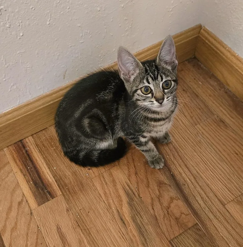 A baby small-sized female Brown / Chocolate Domestic Short Hair cat named Fergie for adoption in Vancouver, WA