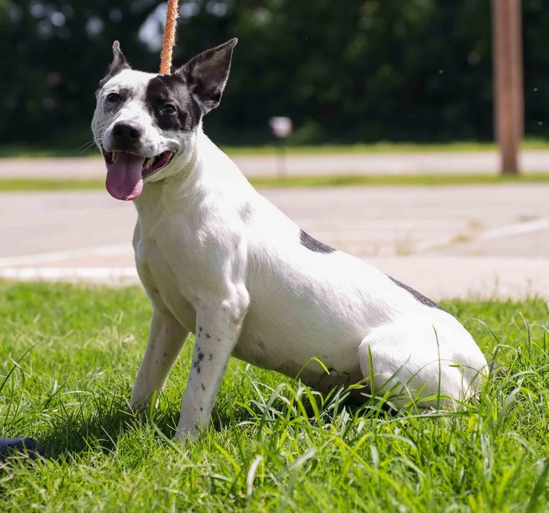 An adult medium-sized female Australian Cattle Dog / Blue Heeler dog named Tink for adoption in Stillwater, OK