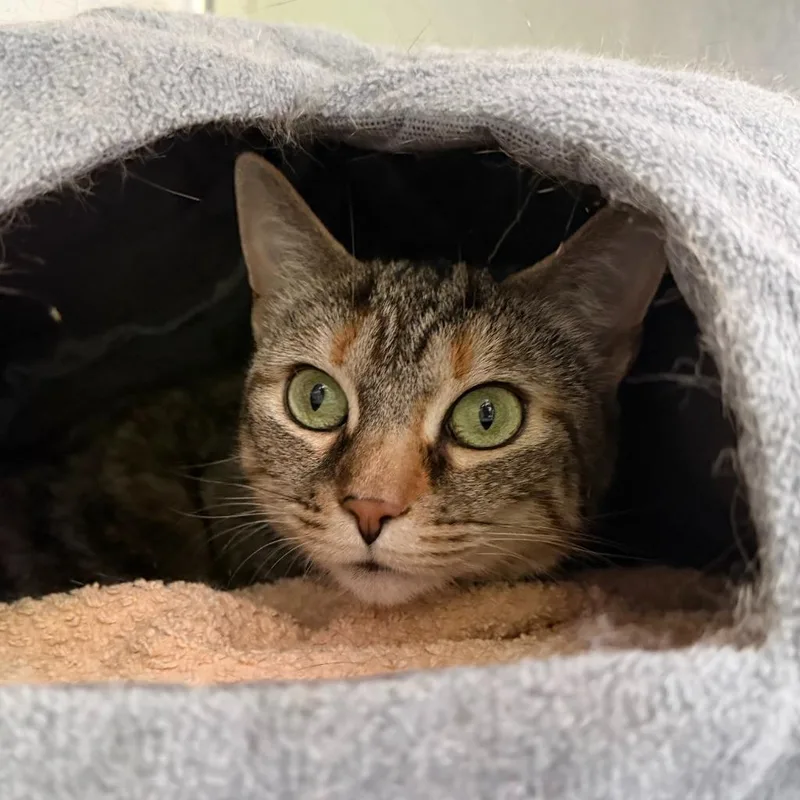 A young medium-sized female Domestic Short Hair cat named Dahlia for adoption in State College, PA